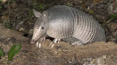 Sur les traces du tatou géant
