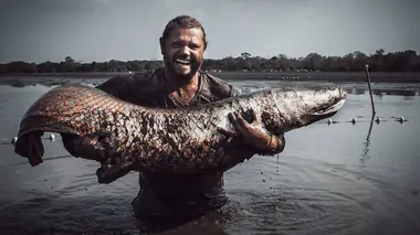 L'Alaska, terre de l'ours brun