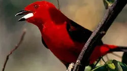 Visuel de Rio, carnaval de la nature