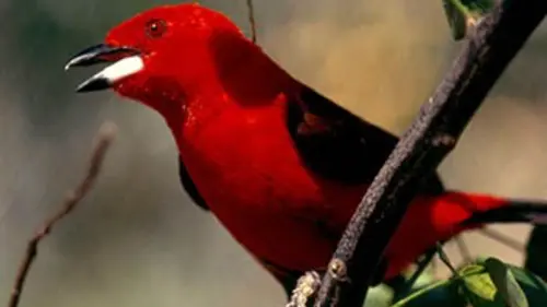 Rio, carnaval de la nature