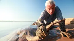 River Monsters Traira géant