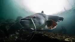 River Monsters