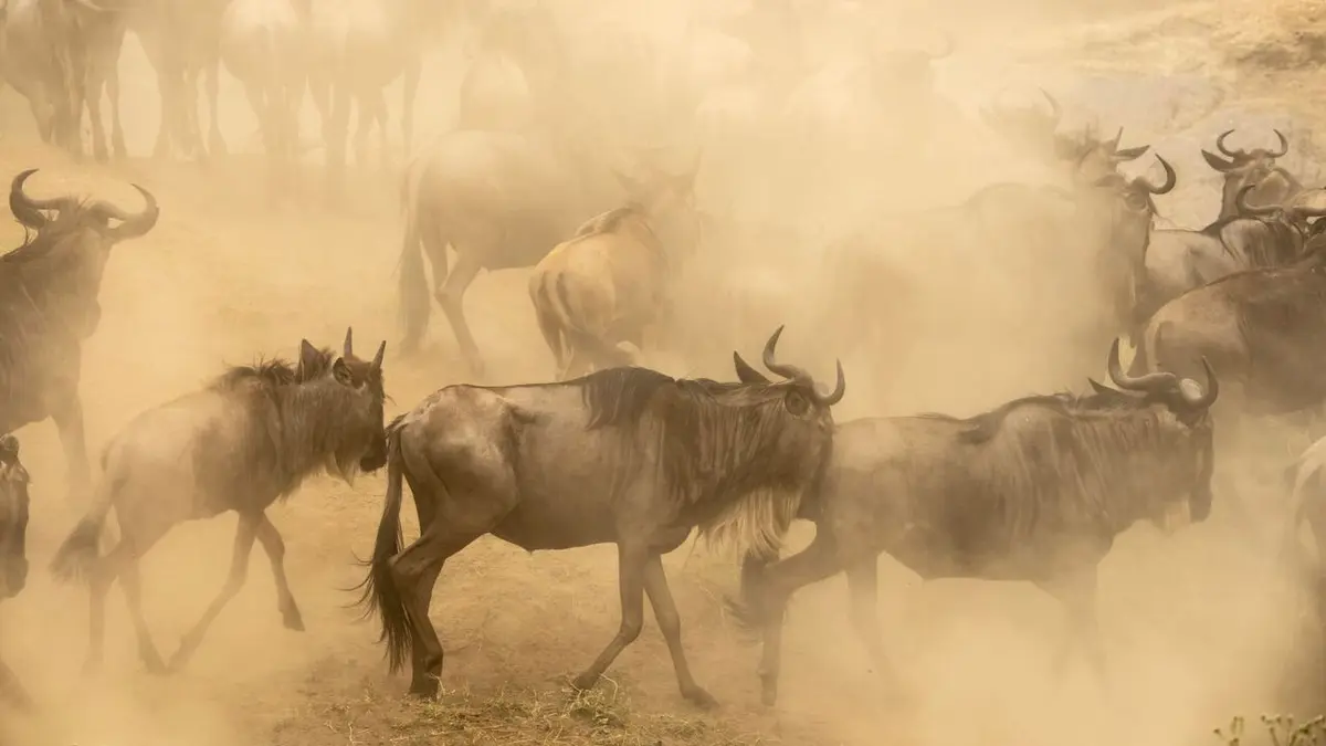 Rivière Mara, quand les sabots se taisent : Le berceau de la savane