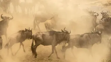Rivière Mara, quand les sabots se taisent : Le berceau de la savane