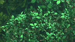 Robin des Bois, malice à Sherwood