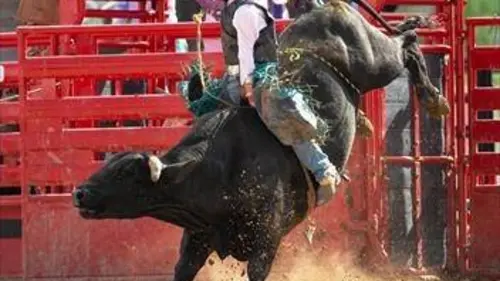 Rodéo Pro Bull Riding 2019