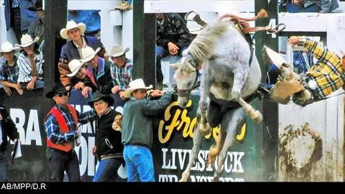 Rodéo : danse avec les chevaux