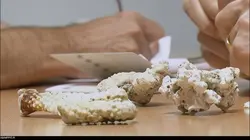 Roissy, animaux en transit