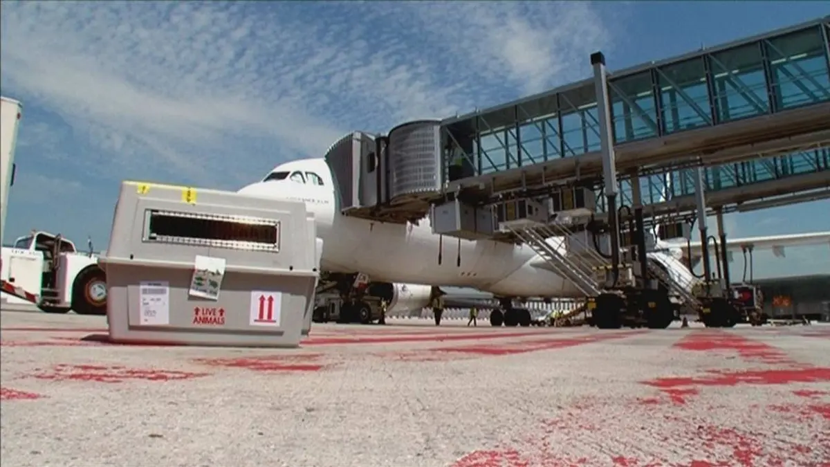 Roissy, animaux en transit