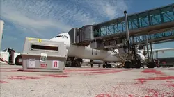 Roissy, animaux en transit