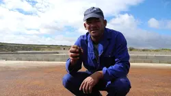 Rooibos, le thé rouge d'Afrique du Sud