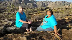 Rooibos, le thé rouge d'Afrique du Sud