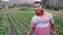 Rooibos, le thé rouge d'Afrique du Sud