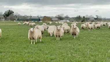 Le bétail, un bien ou un mal pour le climat ?