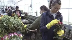 Visuel de Roses, un marché épineux