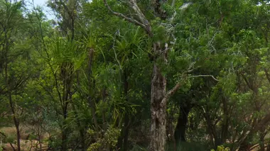 La légende australienne