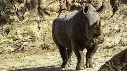 Royaumes sauvages d'Afrique Les rois du désert