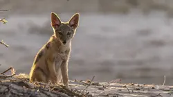 Royaumes sauvages d'Afrique Les rois du désert