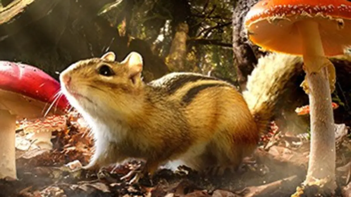 Royaumes secrets S01E02 Forêts tropicales et tempérées