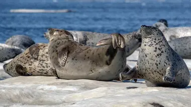 Une question de survie