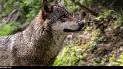 S.O.S. animaux en danger