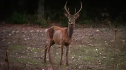S.O.S. animaux en danger