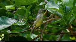 S.O.S. animaux en danger