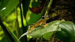 S.O.S. animaux en danger