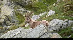 S.O.S. animaux en danger