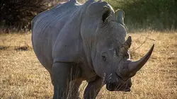 S.O.S. animaux en danger