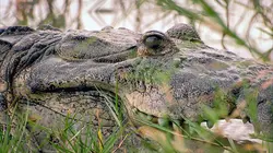 S.O.S. animaux en danger