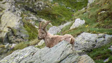 Les dernières antilopes