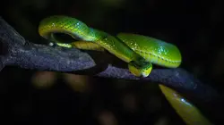 S.O.S. animaux en danger