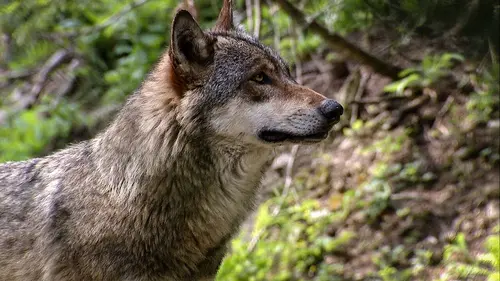 S.O.S. animaux en danger E02 Les derniers seigneurs