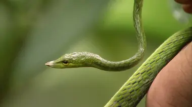 S.O.S. animaux en danger E01 Les derniers géants