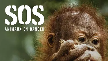 S.O.S. animaux en danger E10 Les derniers survivants
