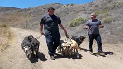 S.O.S. Cesar Chiens à l'attaque