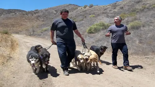 S.O.S. Cesar Chiens à l'attaque
