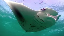 Visuel de Sa majesté, la raie manta