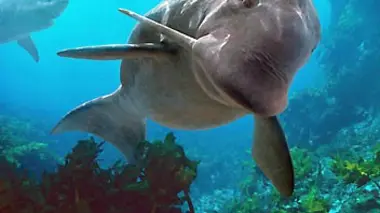 Monstres marins