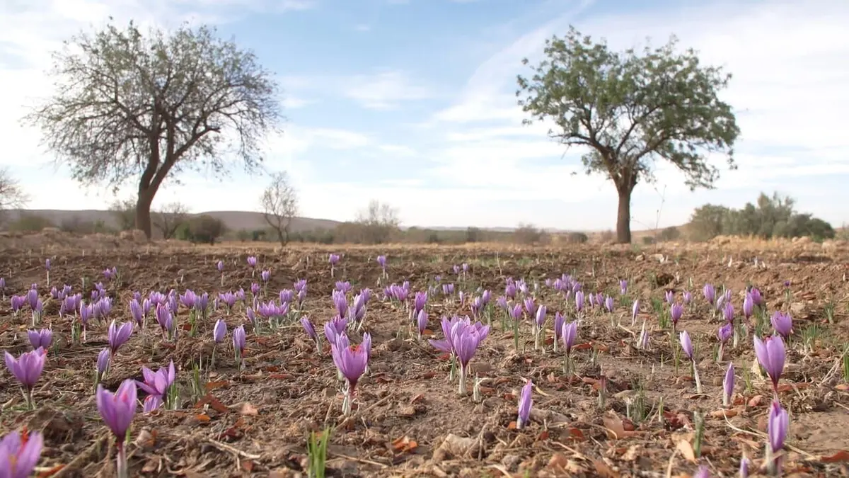 Safran, la ruée vers l'or rouge