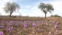 Safran, la ruée vers l'or rouge