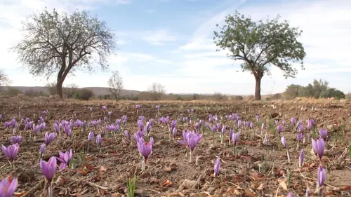 Safran, la ruée vers l'or rouge
