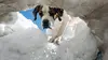Saint-Bernard et ses chiens