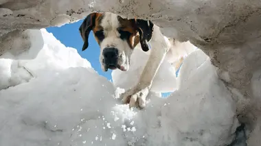 Saint-Bernard et ses chiens