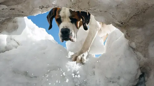 Saint-Bernard et ses chiens