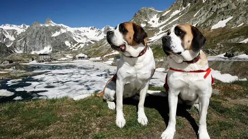 Casting Saint-Bernard et ses chiens