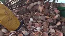 Saint-Jacques, tout un monde dans une coquille