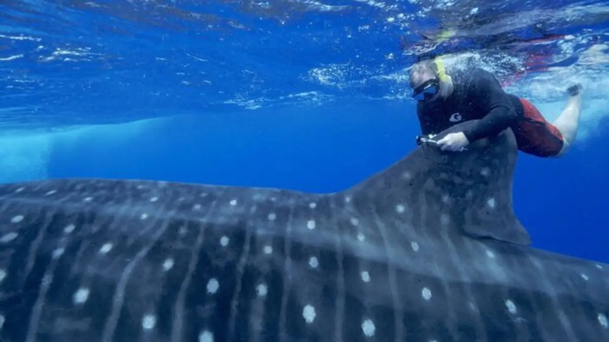 Sainte-Hélène, bastion de la biodiversité