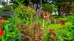 Sainte-Hélène, bastion de la biodiversité